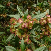 Dodonaea viscosa Jacq.
